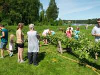 midsommar201320_small.jpg