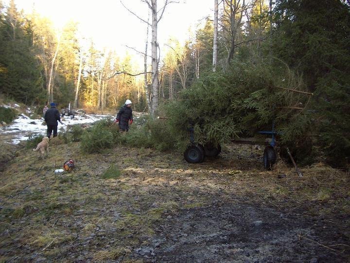 julgranshmtning20043.jpg